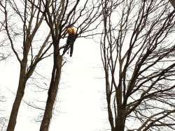 bomen rooien in Biezenmortel in de Biezenmortelse straat door Antoon van Spelde en Juri Nortbart, hovenier bomen kappen struiken opruimen struiken rooien struiken verwijderen haag opruimen en afvoeren stronken uitgraven